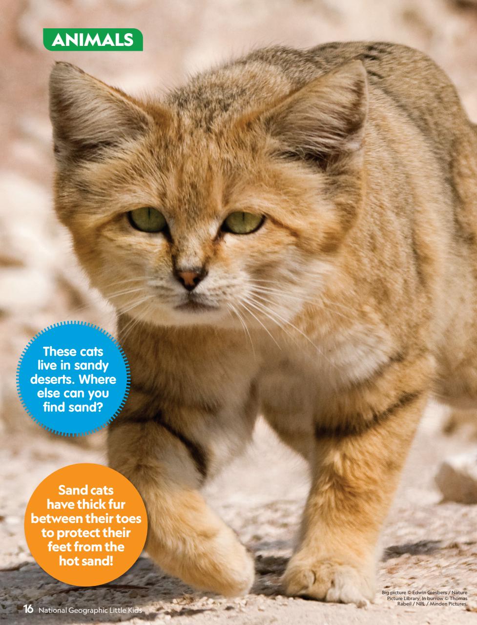 National Geographic Little Kids Preview Pages