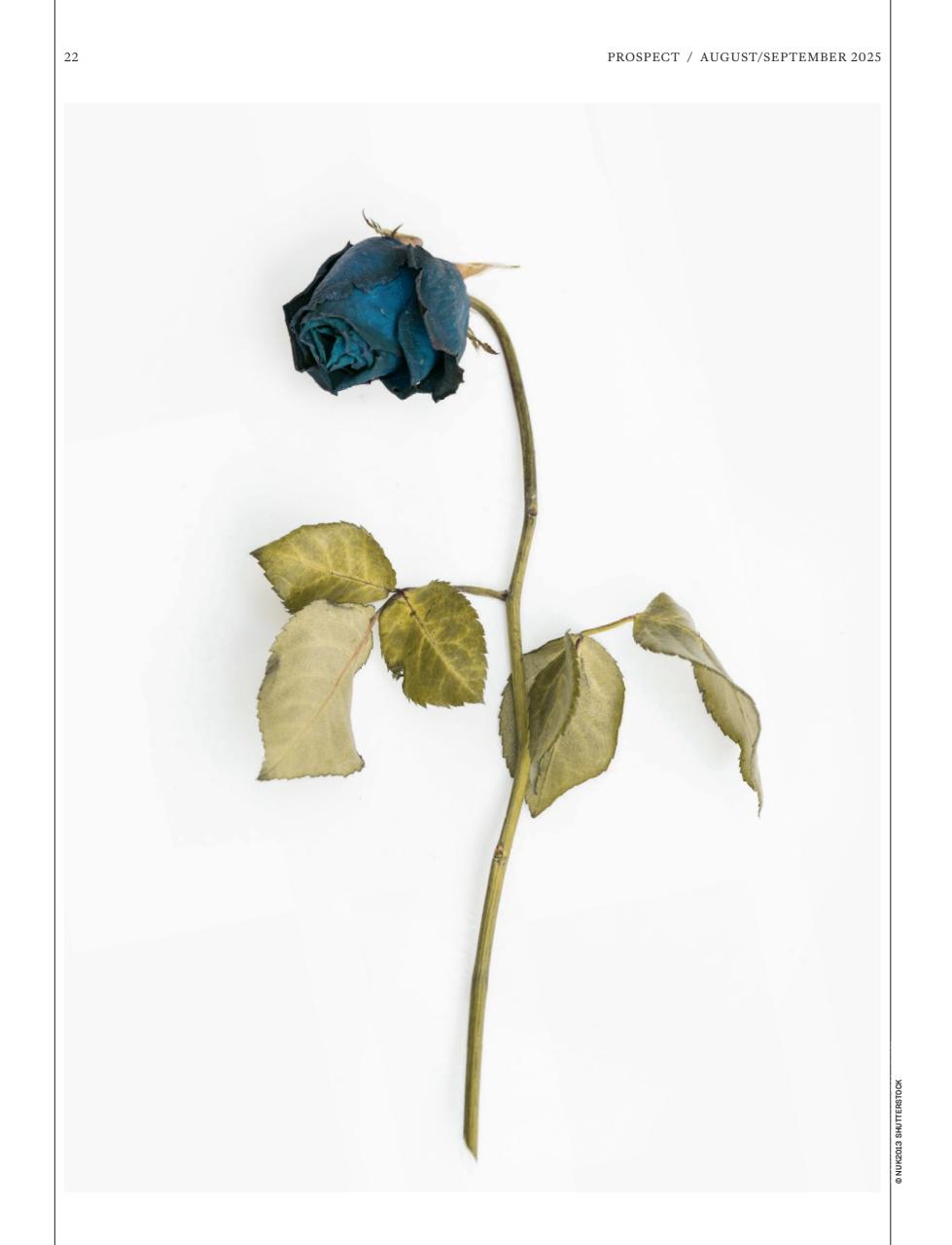 Prospect Magazine Preview Pages