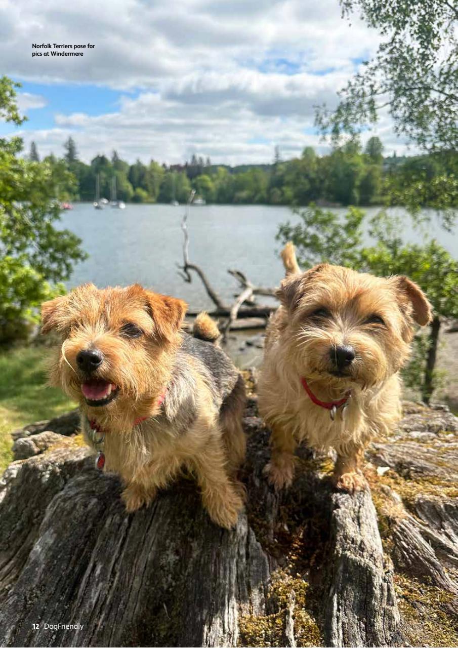 Dog Friendly Preview Pages