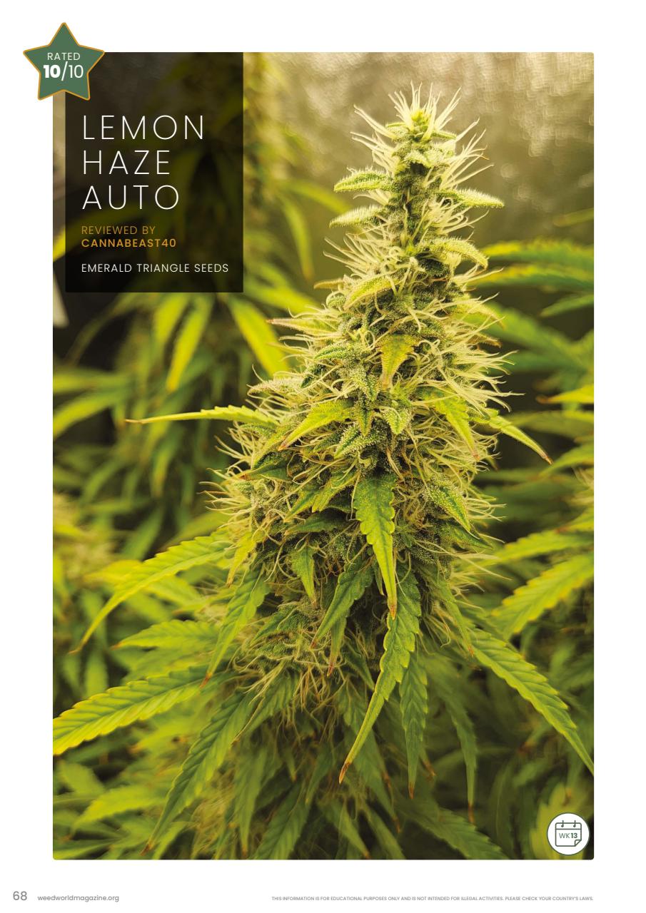 Weed World Preview Pages