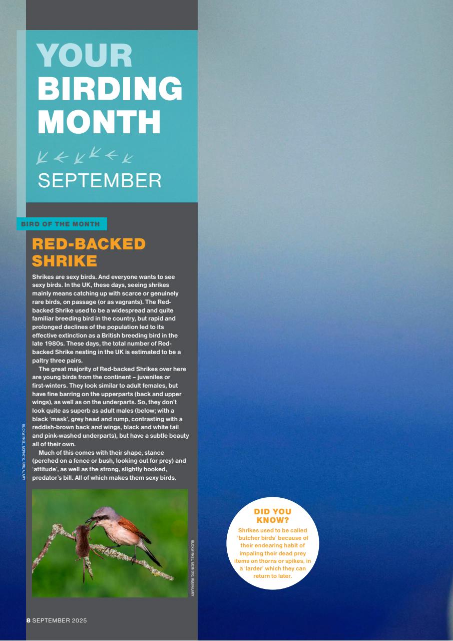 Bird Watching Preview Pages