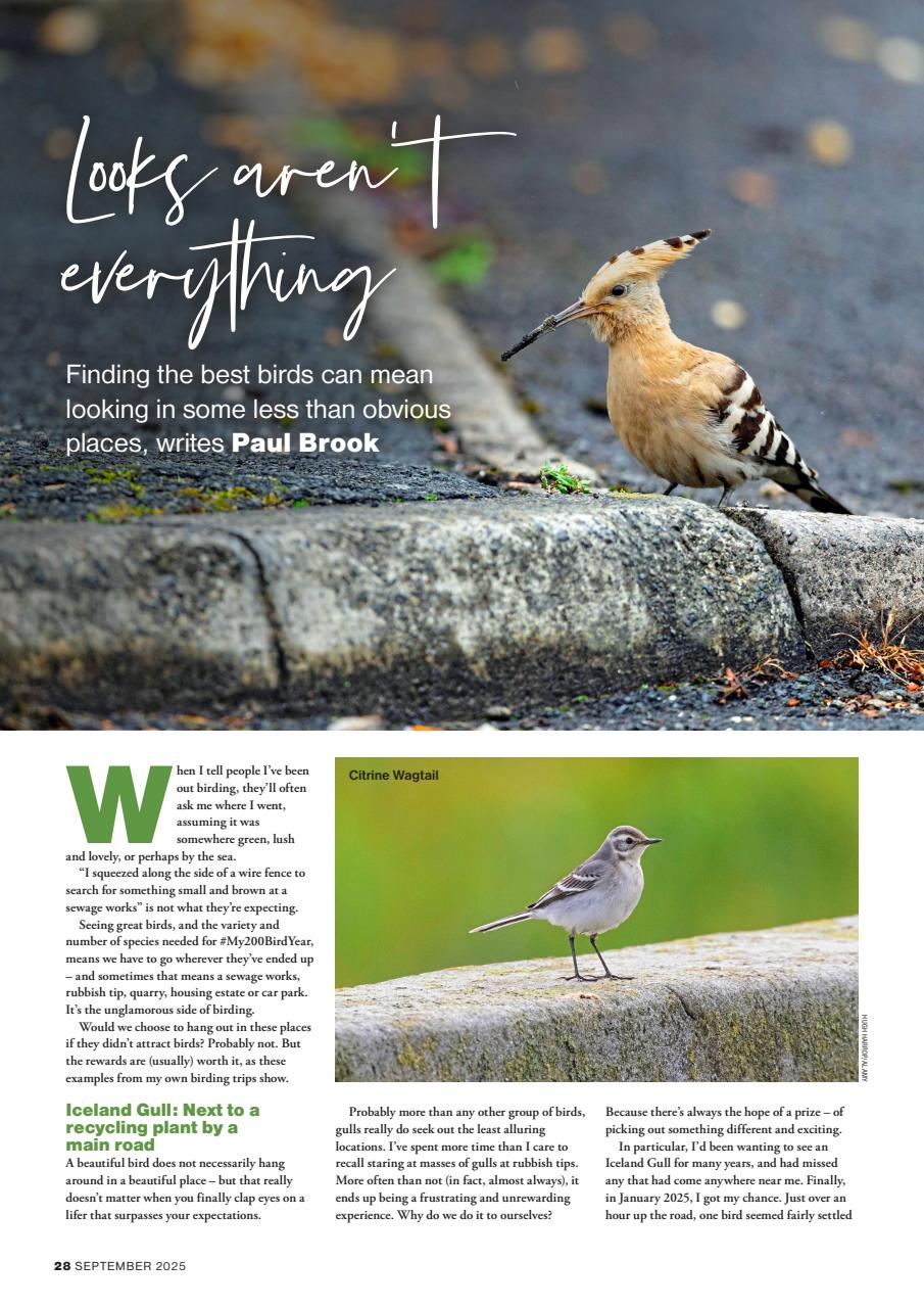 Bird Watching Preview Pages