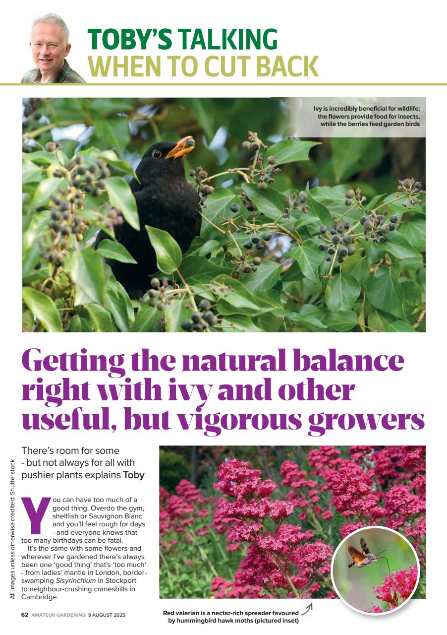 Amateur Gardening Preview Pages