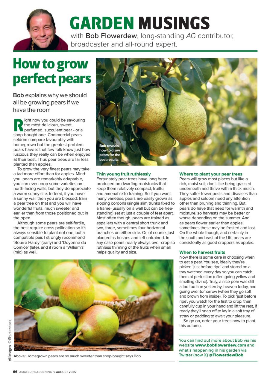 Amateur Gardening Preview Pages