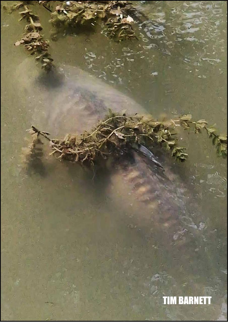 Big Carp Magazine Preview Pages