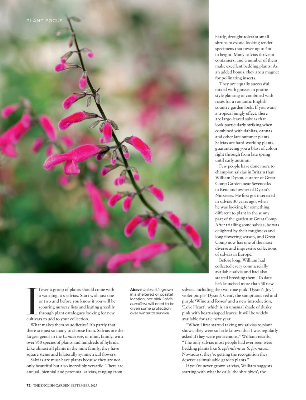 The English Garden Preview Pages