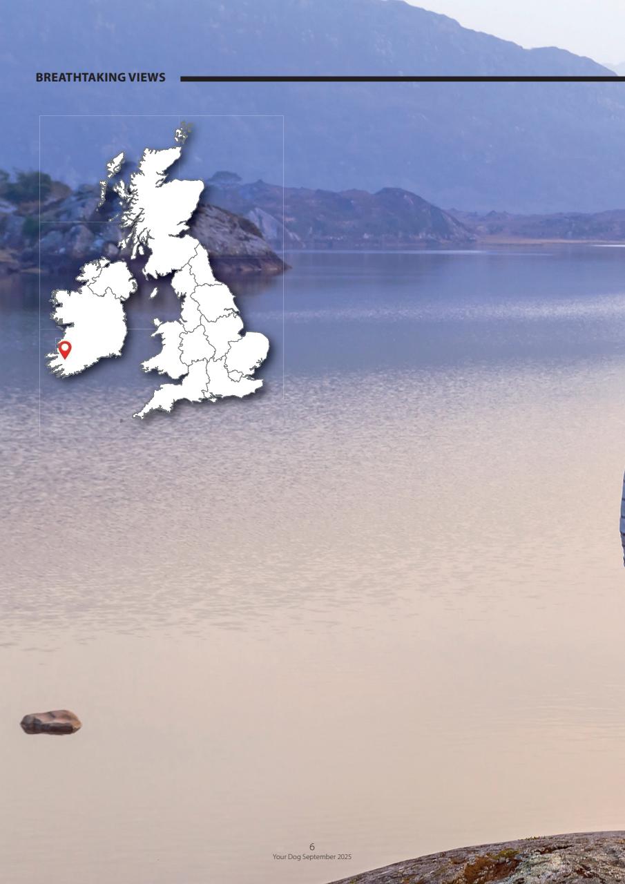 Your Dog Preview Pages