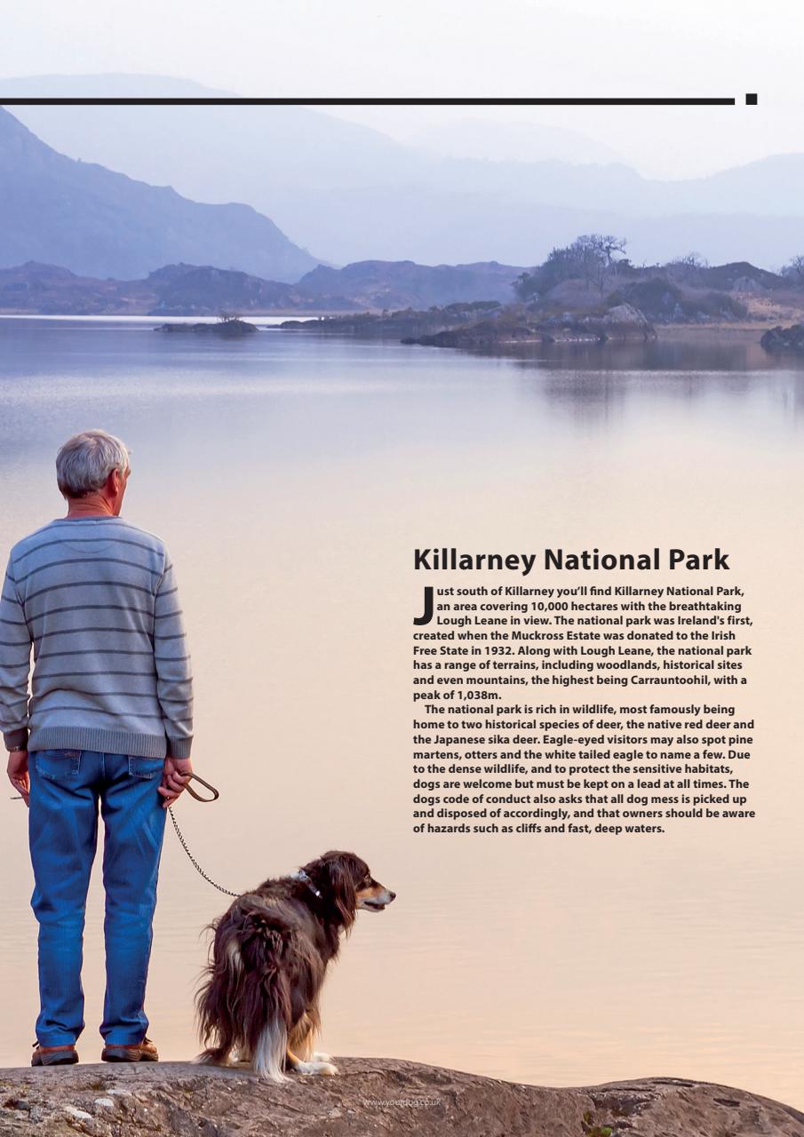 Your Dog Preview Pages