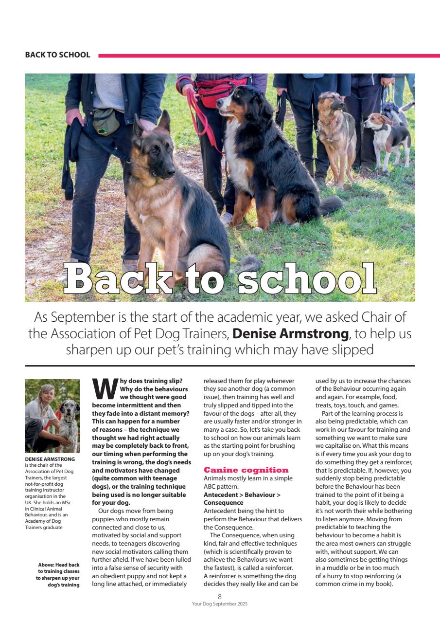 Your Dog Preview Pages