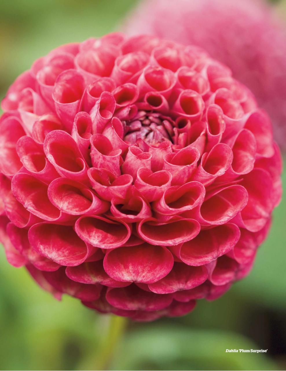 BBC Gardeners’ World Magazine Preview Pages