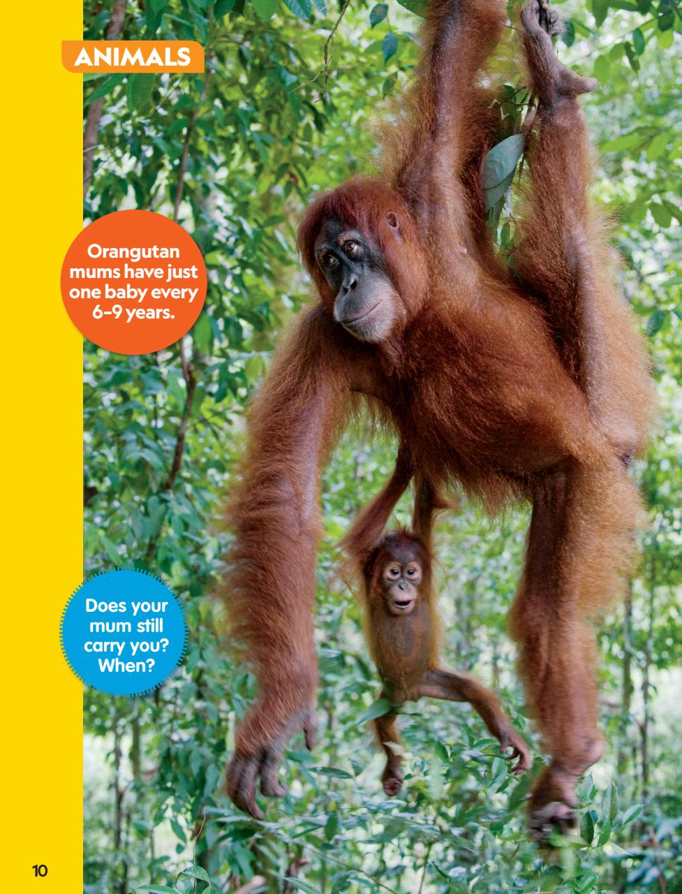 National Geographic Little Kids Preview Pages