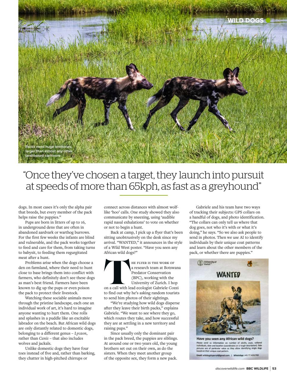 BBC Wildlife Magazine Preview Pages