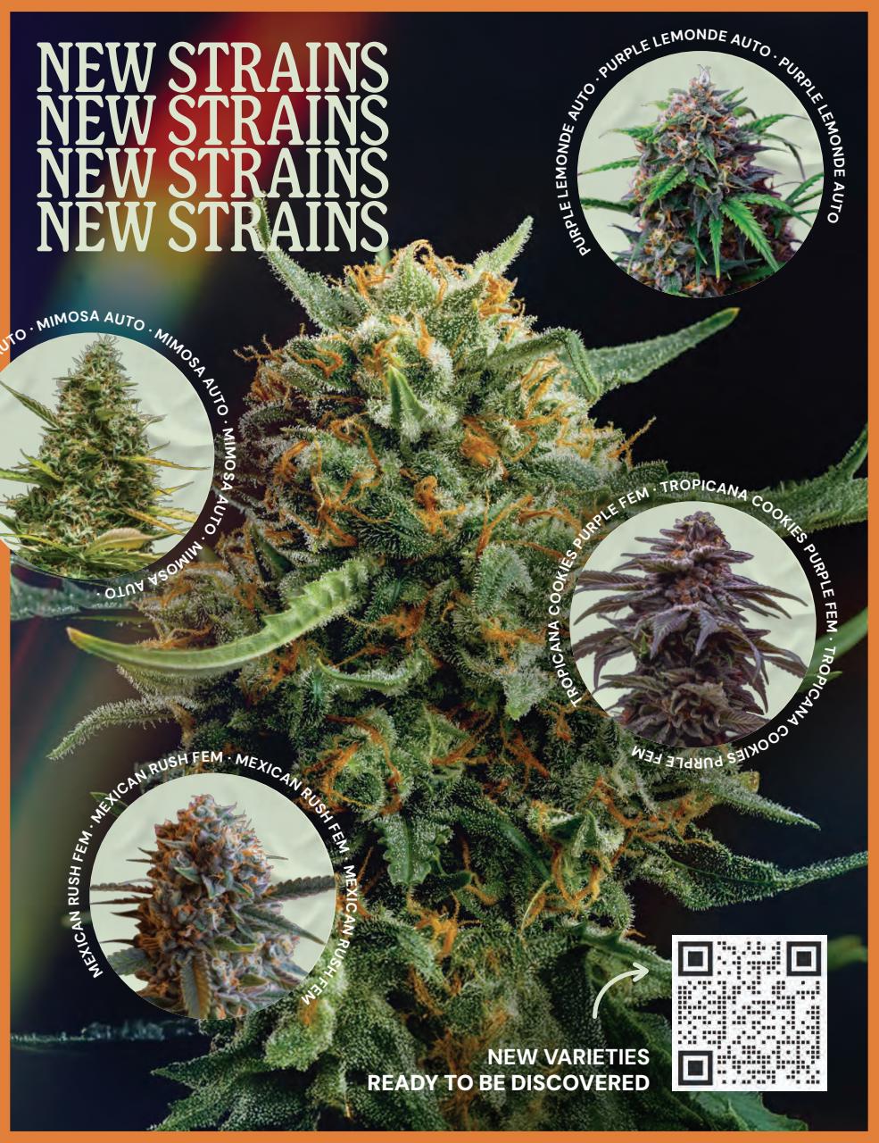 Cannabis Now Preview Pages