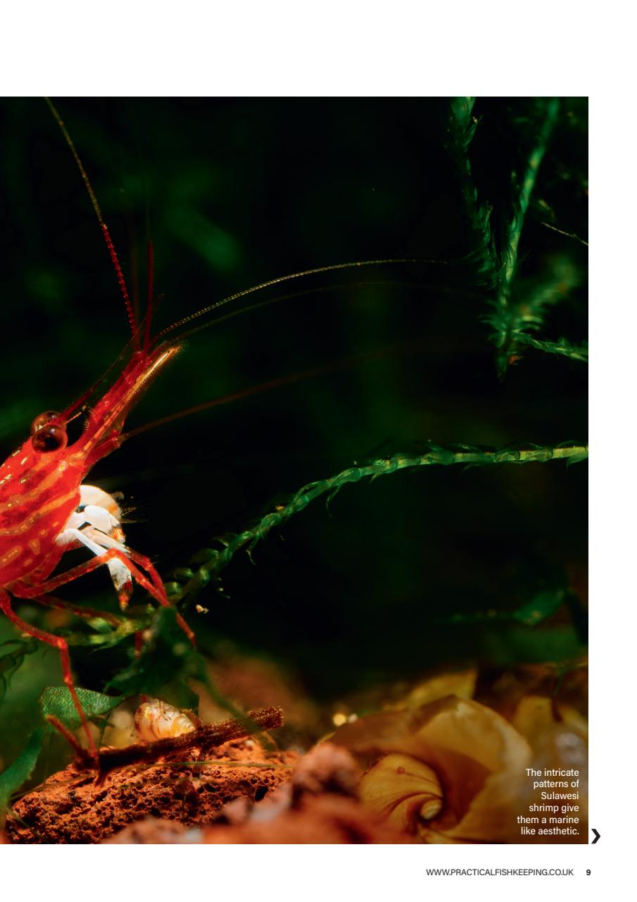 Practical Fishkeeping Preview Pages