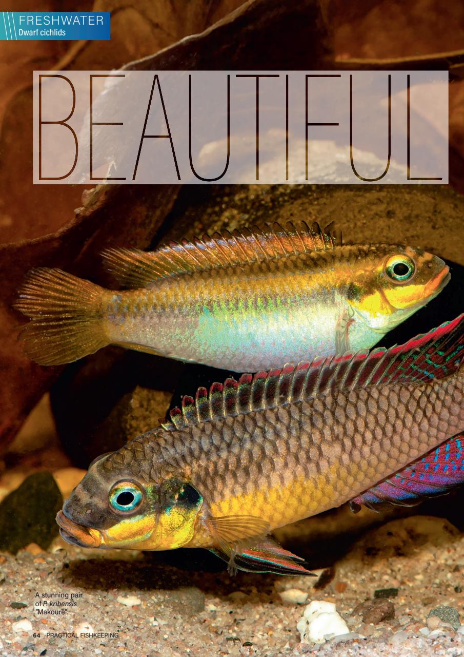 Practical Fishkeeping Preview Pages