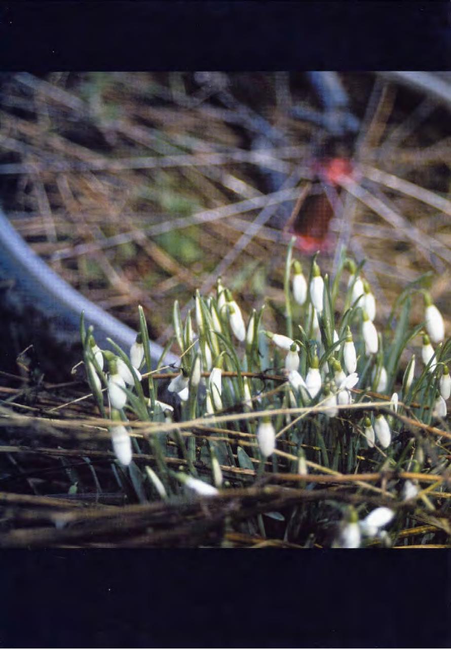 Singletrack Preview Pages