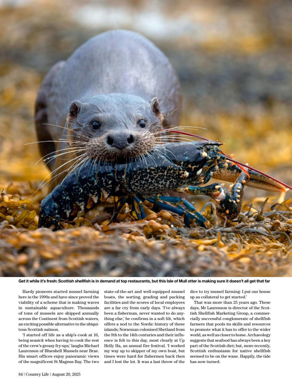 Country Life Preview Pages
