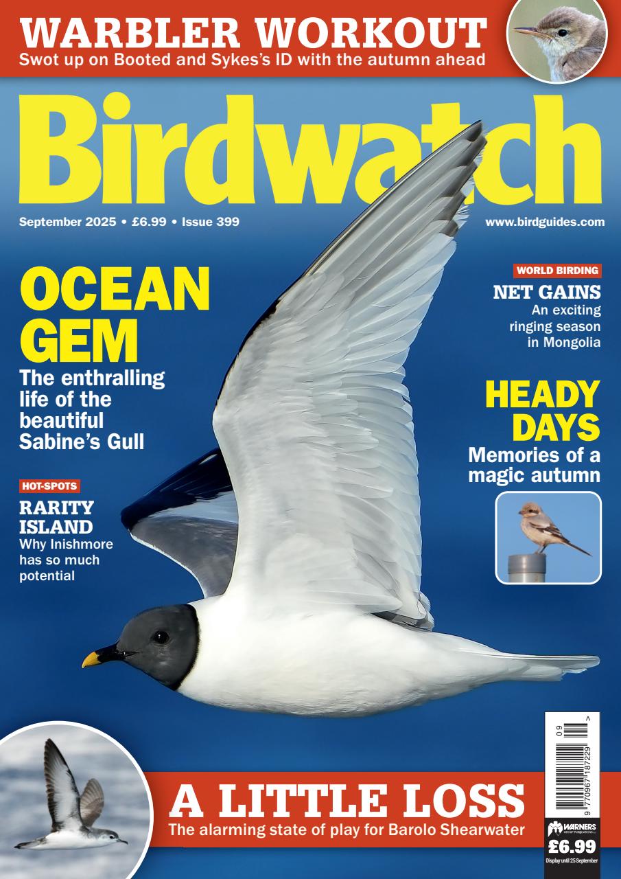 Birdwatch Magazine Preview Pages