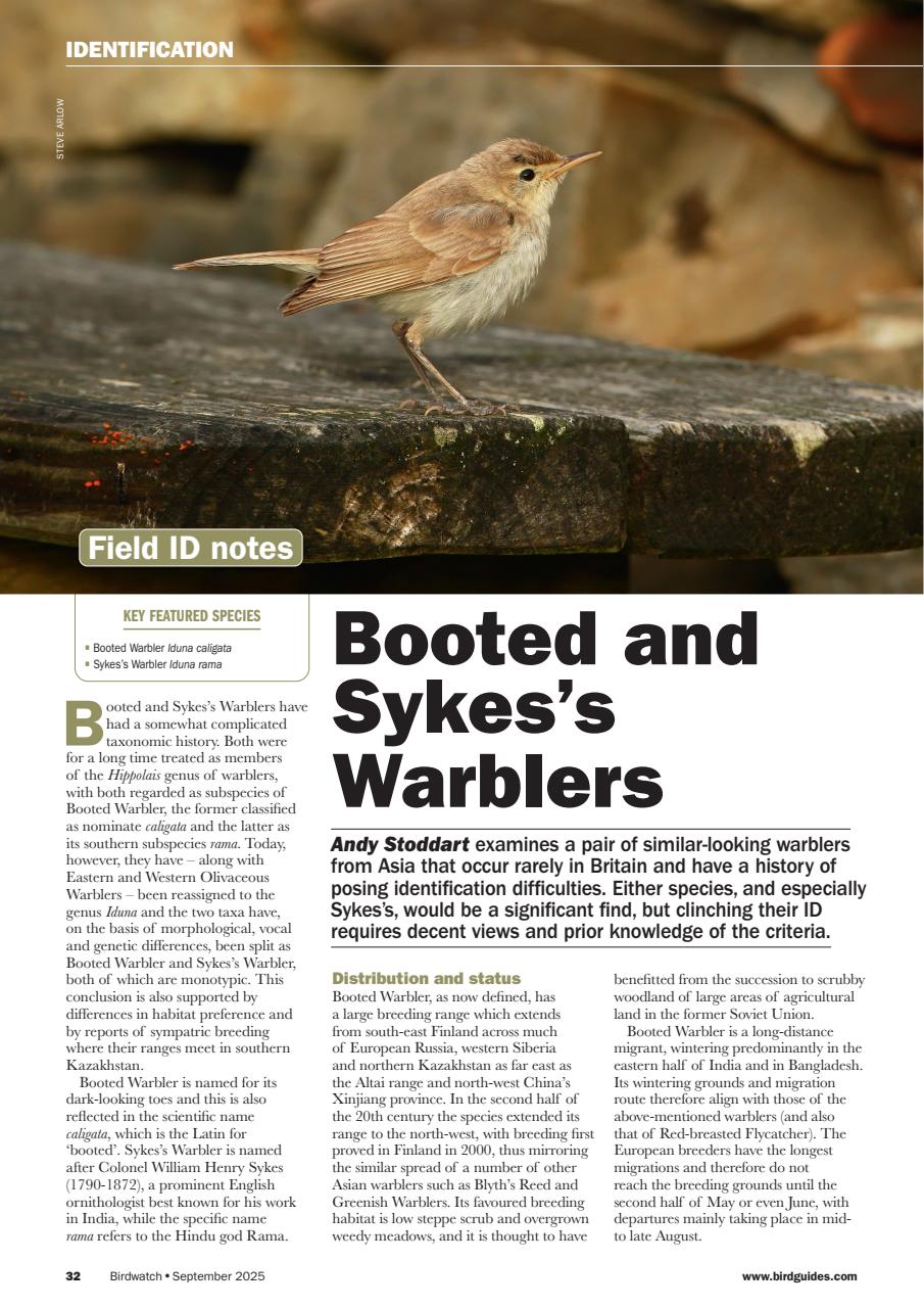 Birdwatch Magazine Preview Pages
