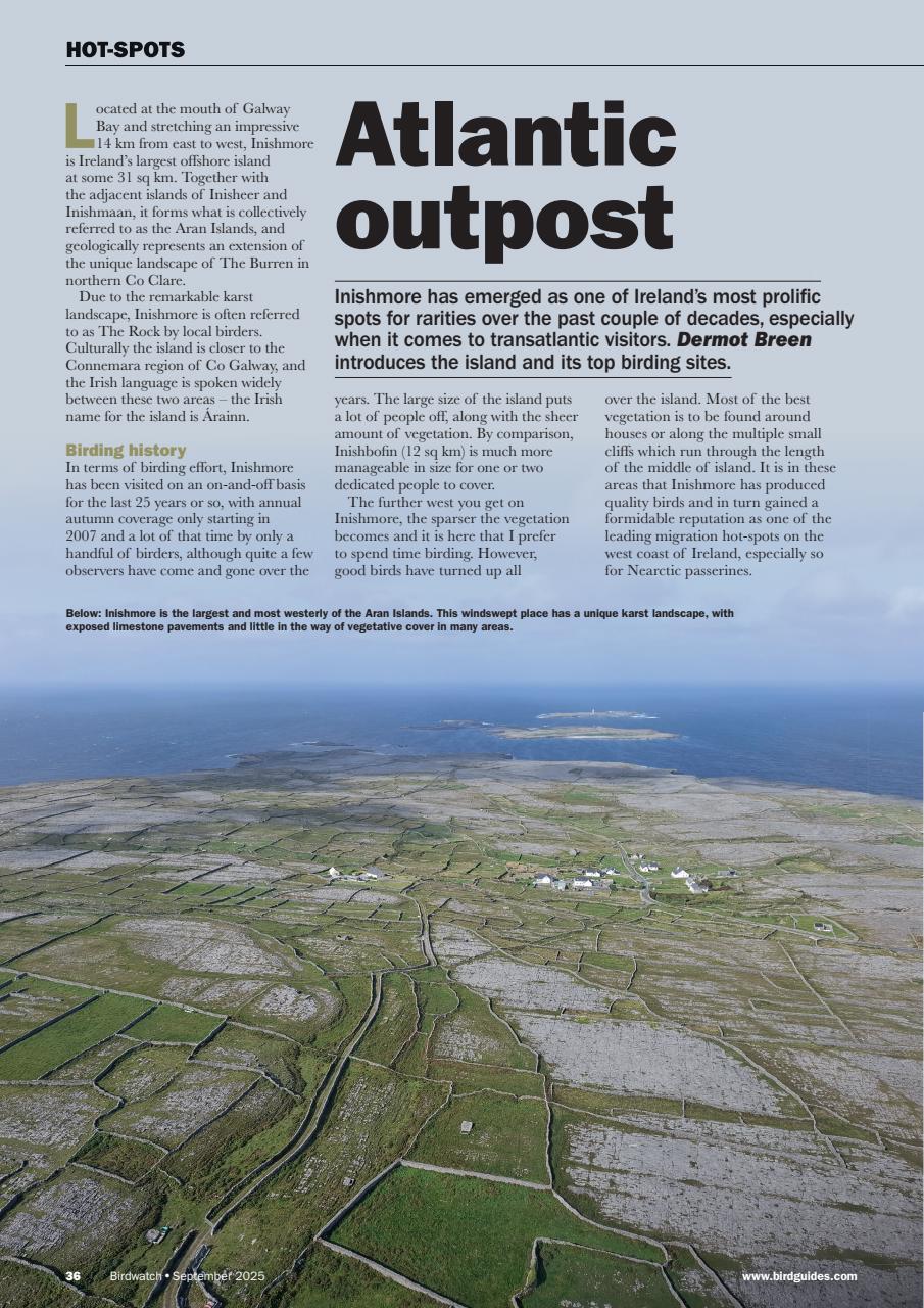 Birdwatch Magazine Preview Pages