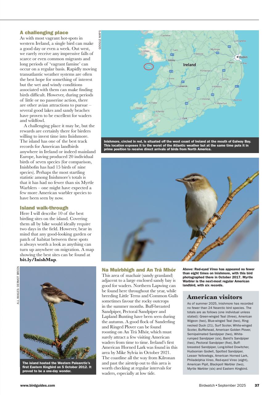 Birdwatch Magazine Preview Pages