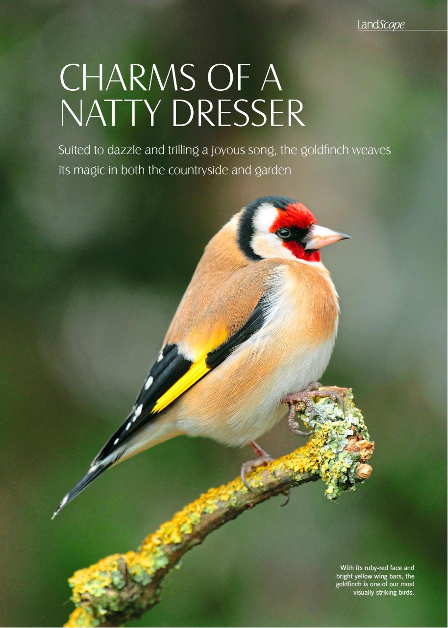 LandScape Preview Pages