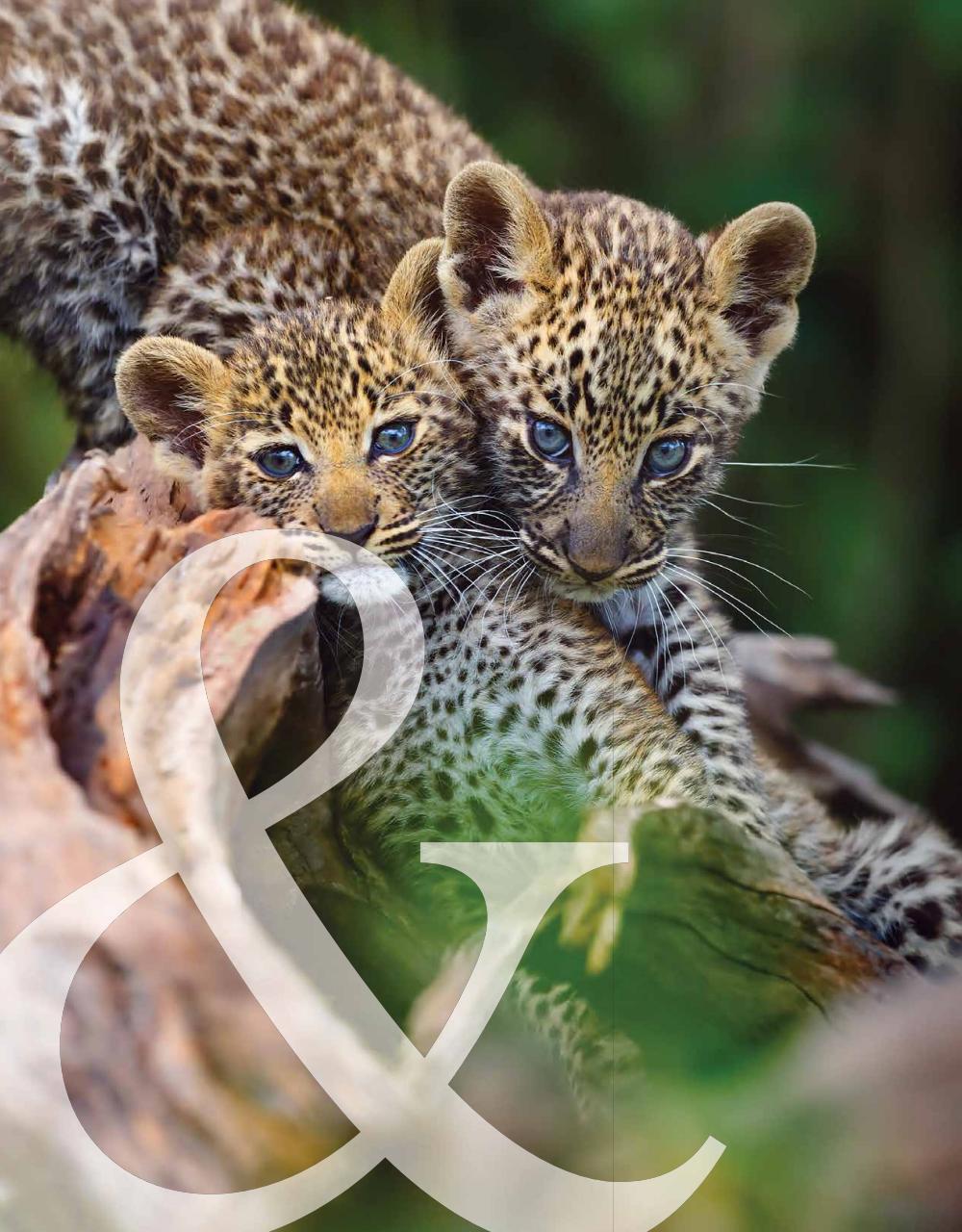 Australian Gourmet Traveller Preview Pages