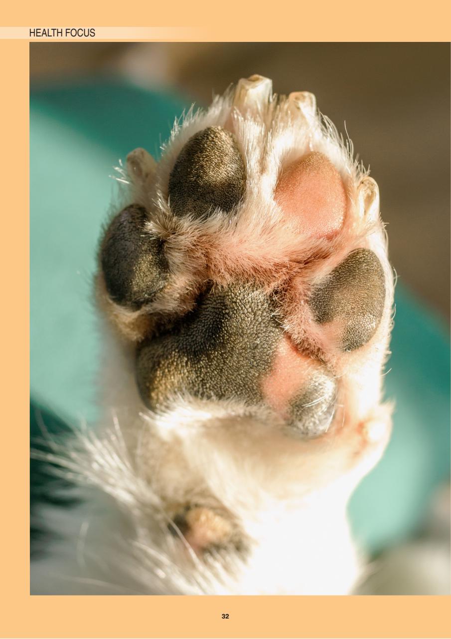 Edition Dog Preview Pages