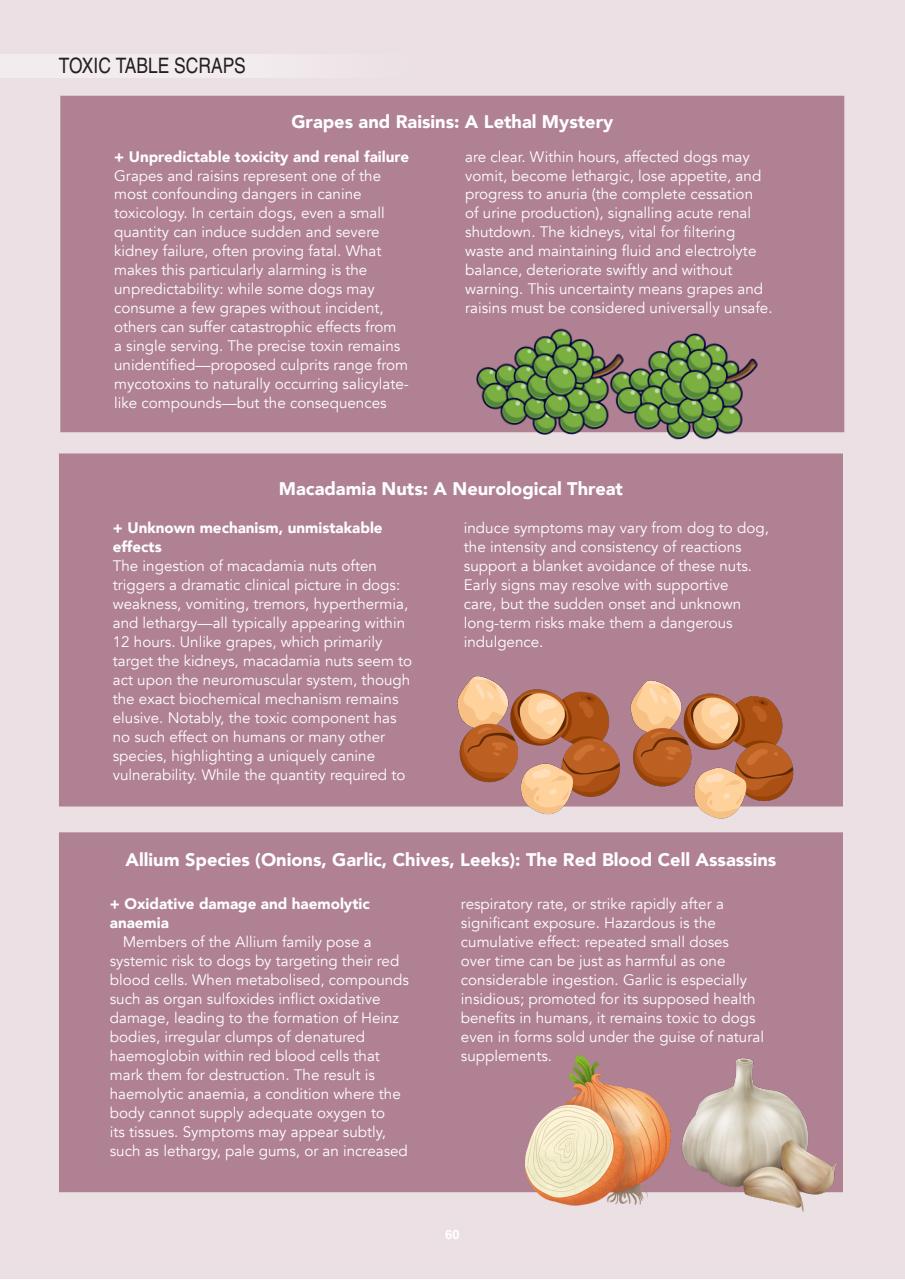 Edition Dog Preview Pages