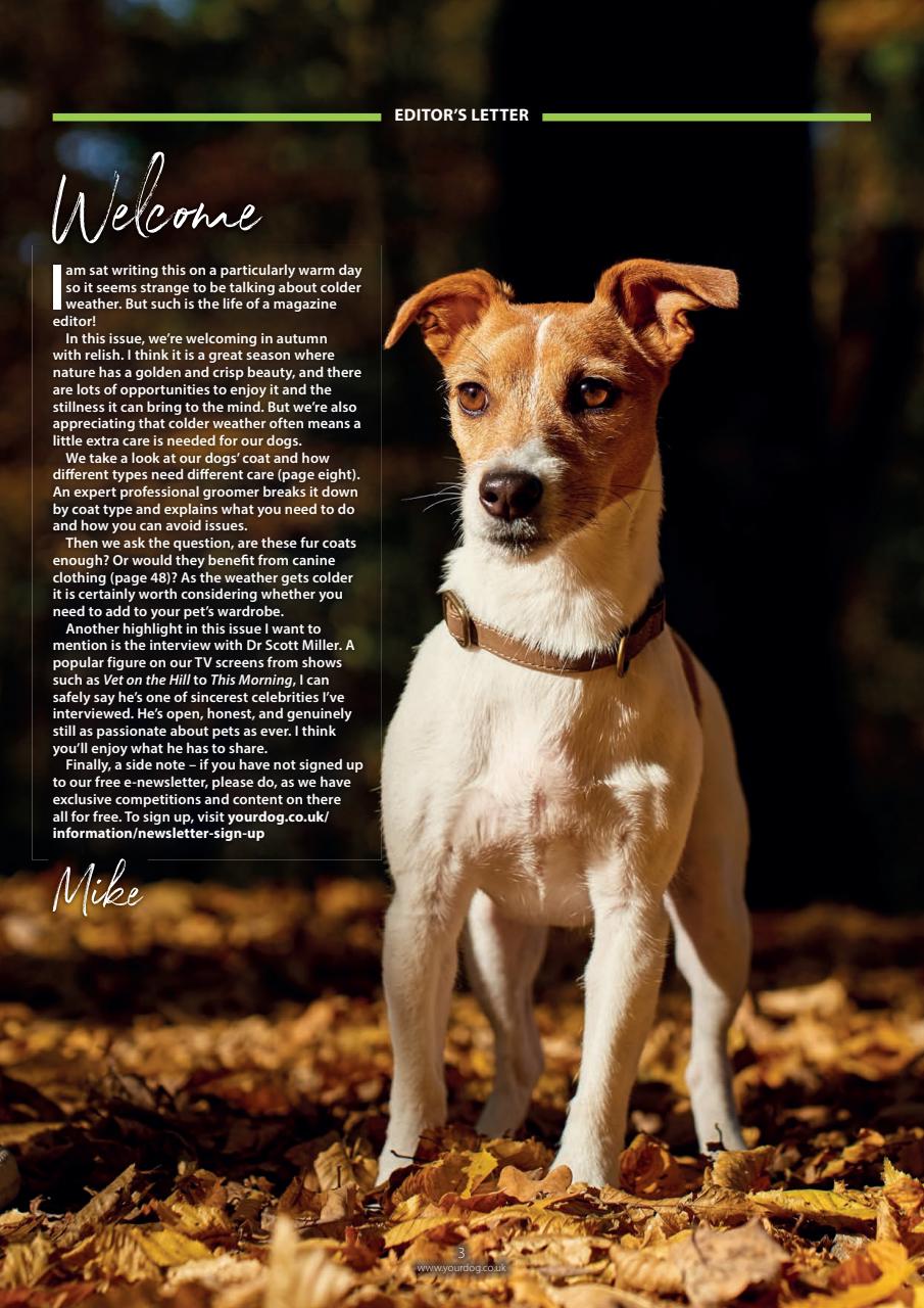 Your Dog Preview Pages