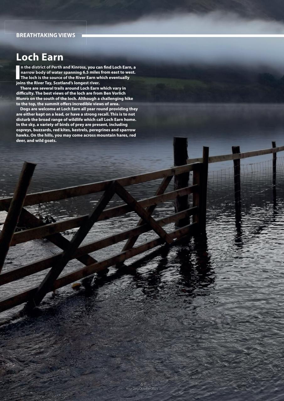 Your Dog Preview Pages