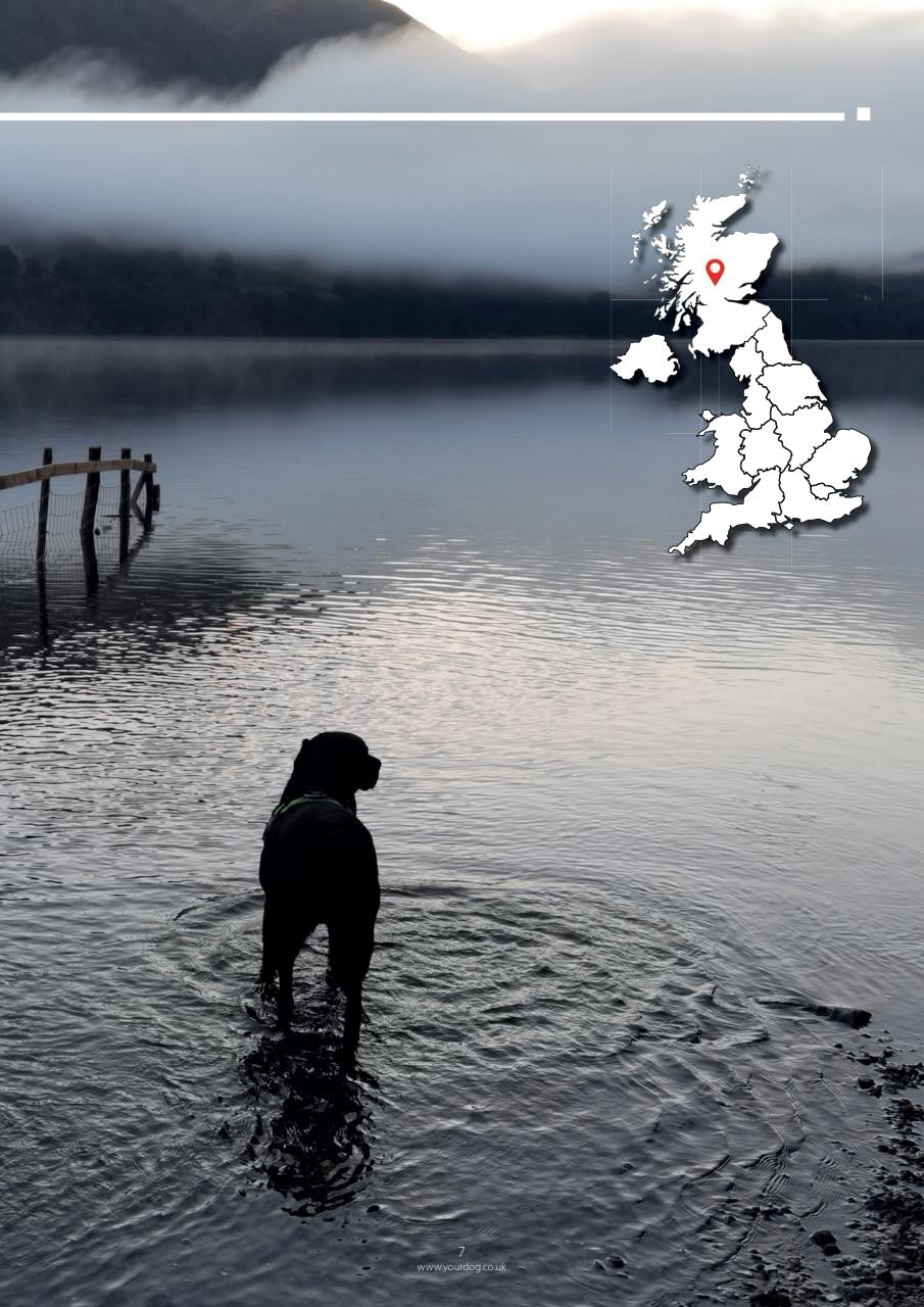 Your Dog Preview Pages