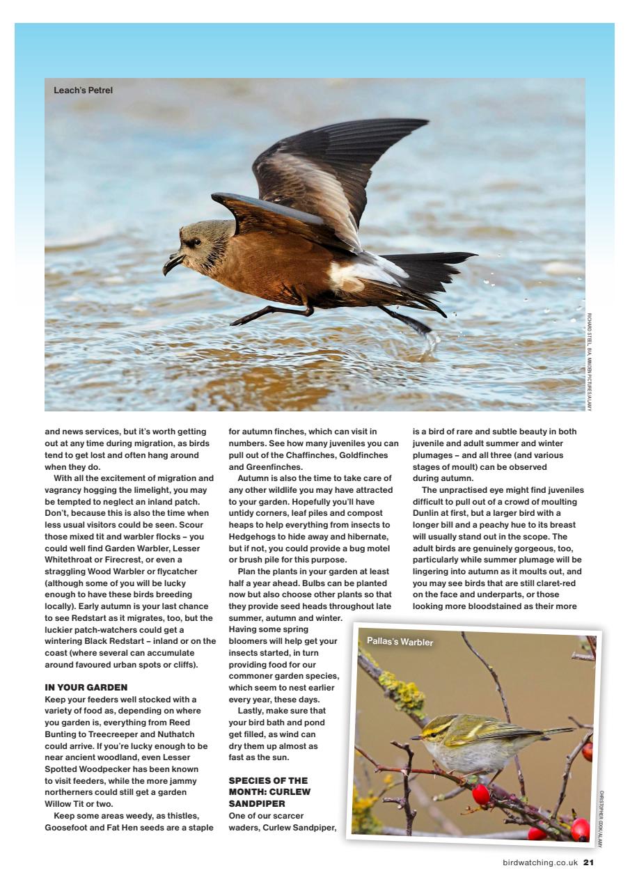 Bird Watching Preview Pages