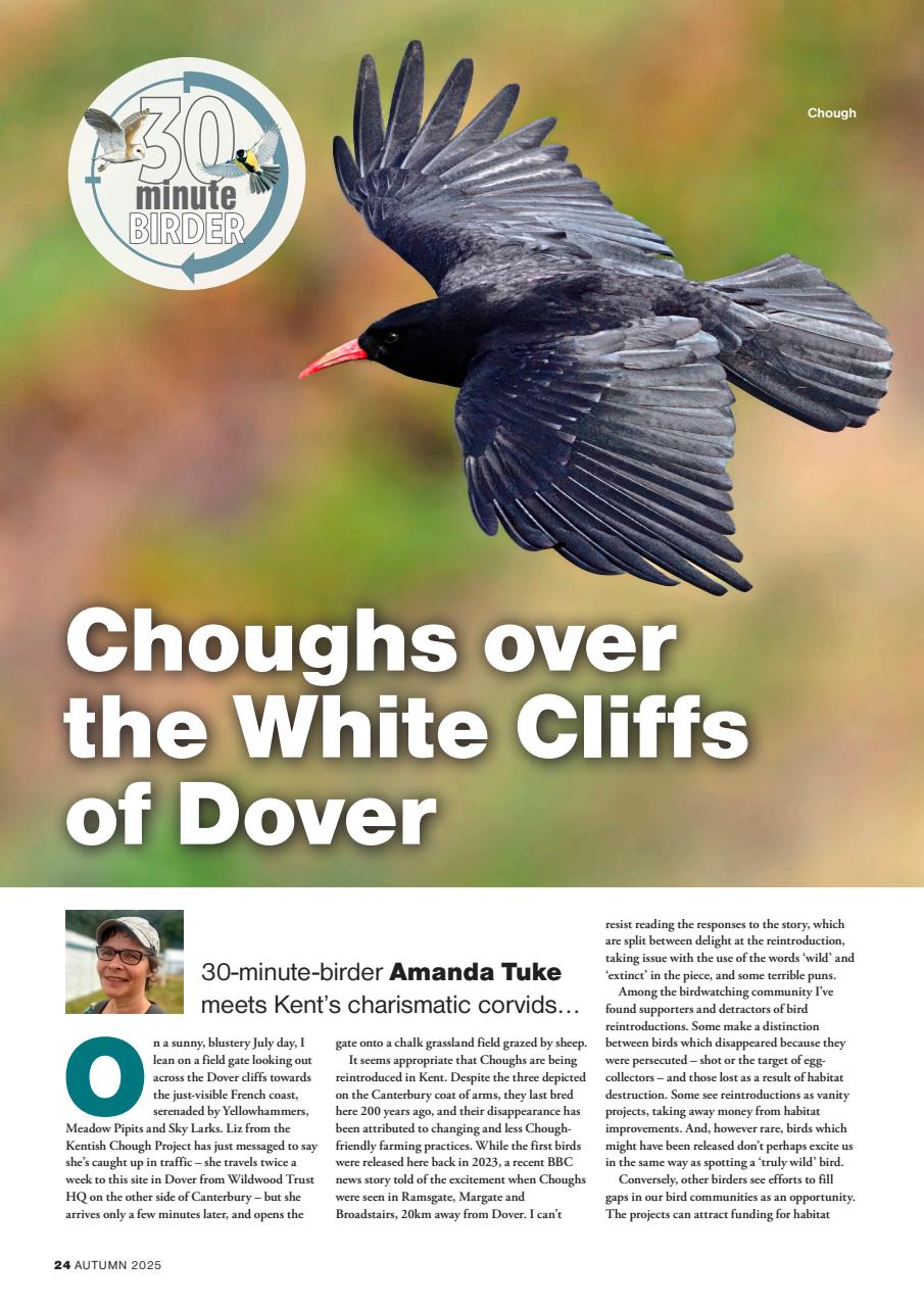 Bird Watching Preview Pages