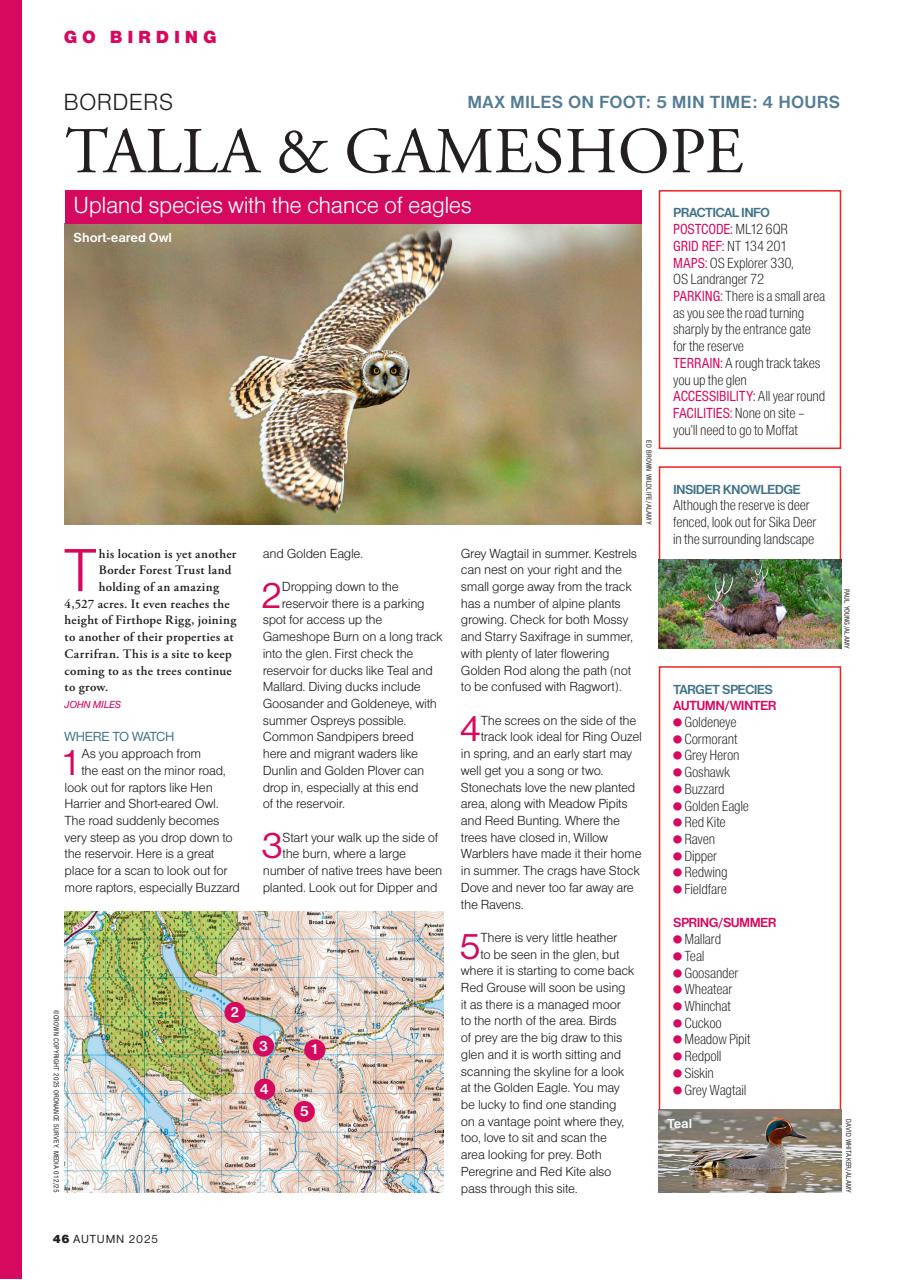 Bird Watching Preview Pages