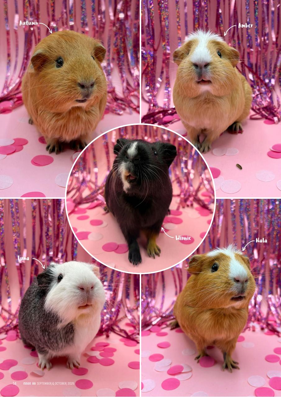 Guinea Pig Magazine Preview Pages