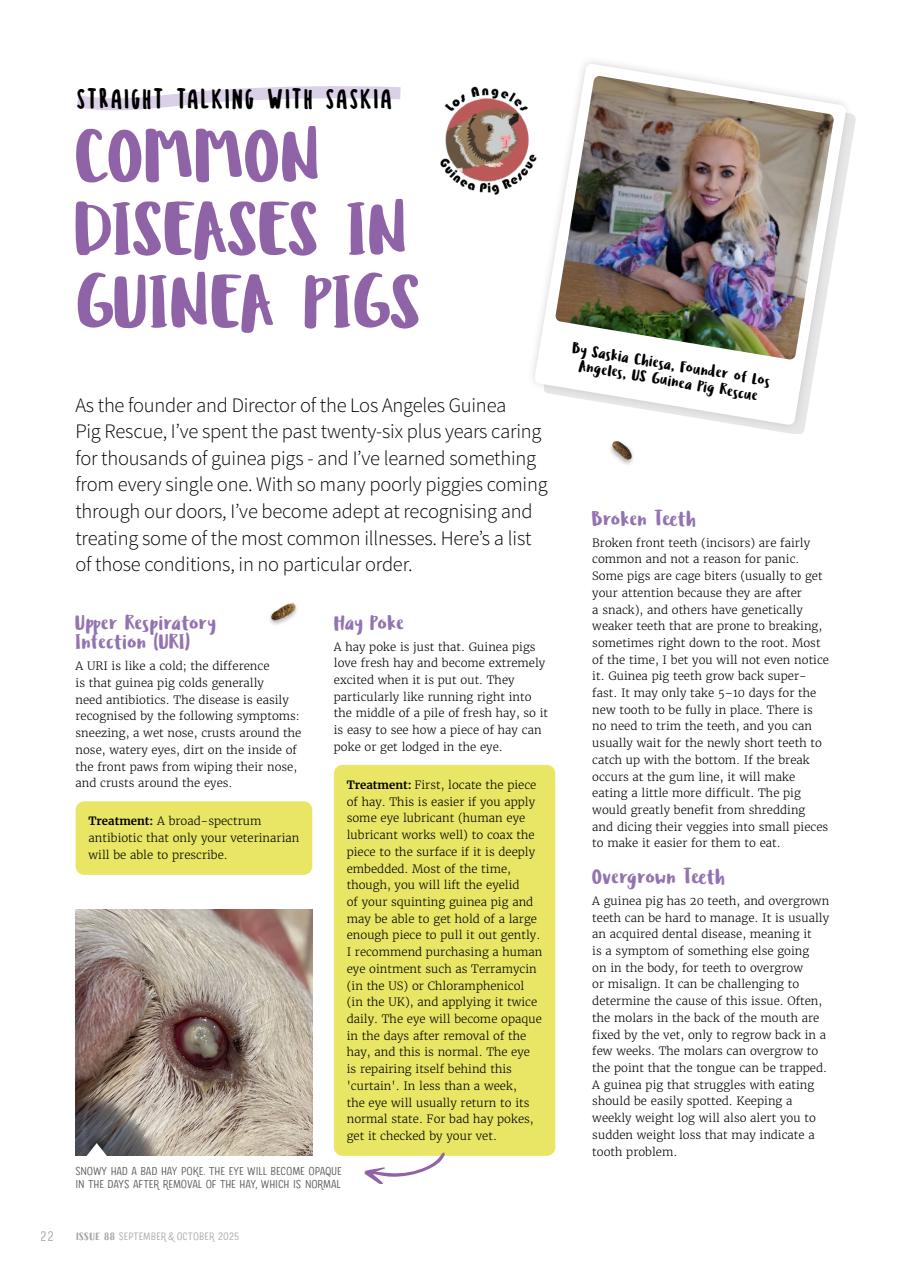 Guinea Pig Magazine Preview Pages