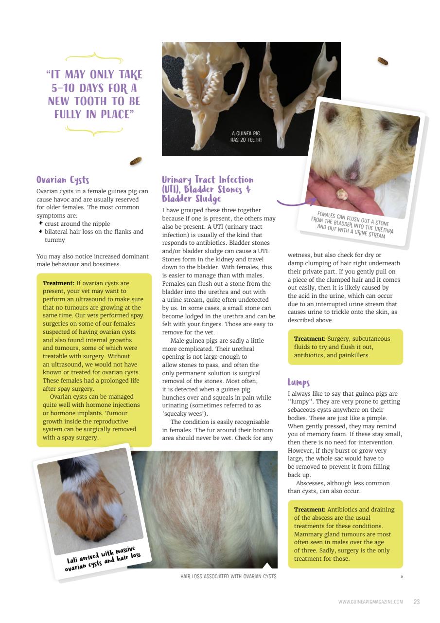 Guinea Pig Magazine Preview Pages