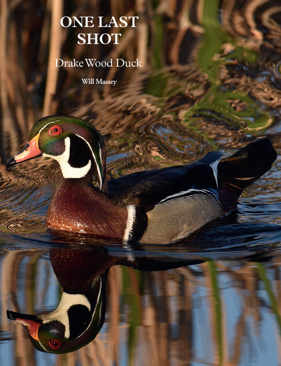American Waterfowler Preview Pages