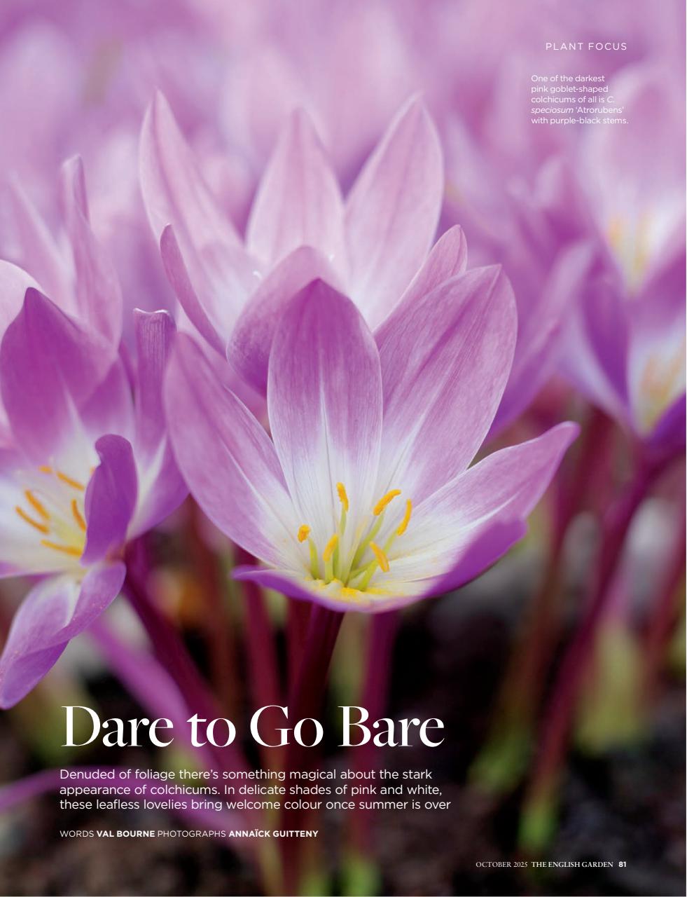 The English Garden Preview Pages