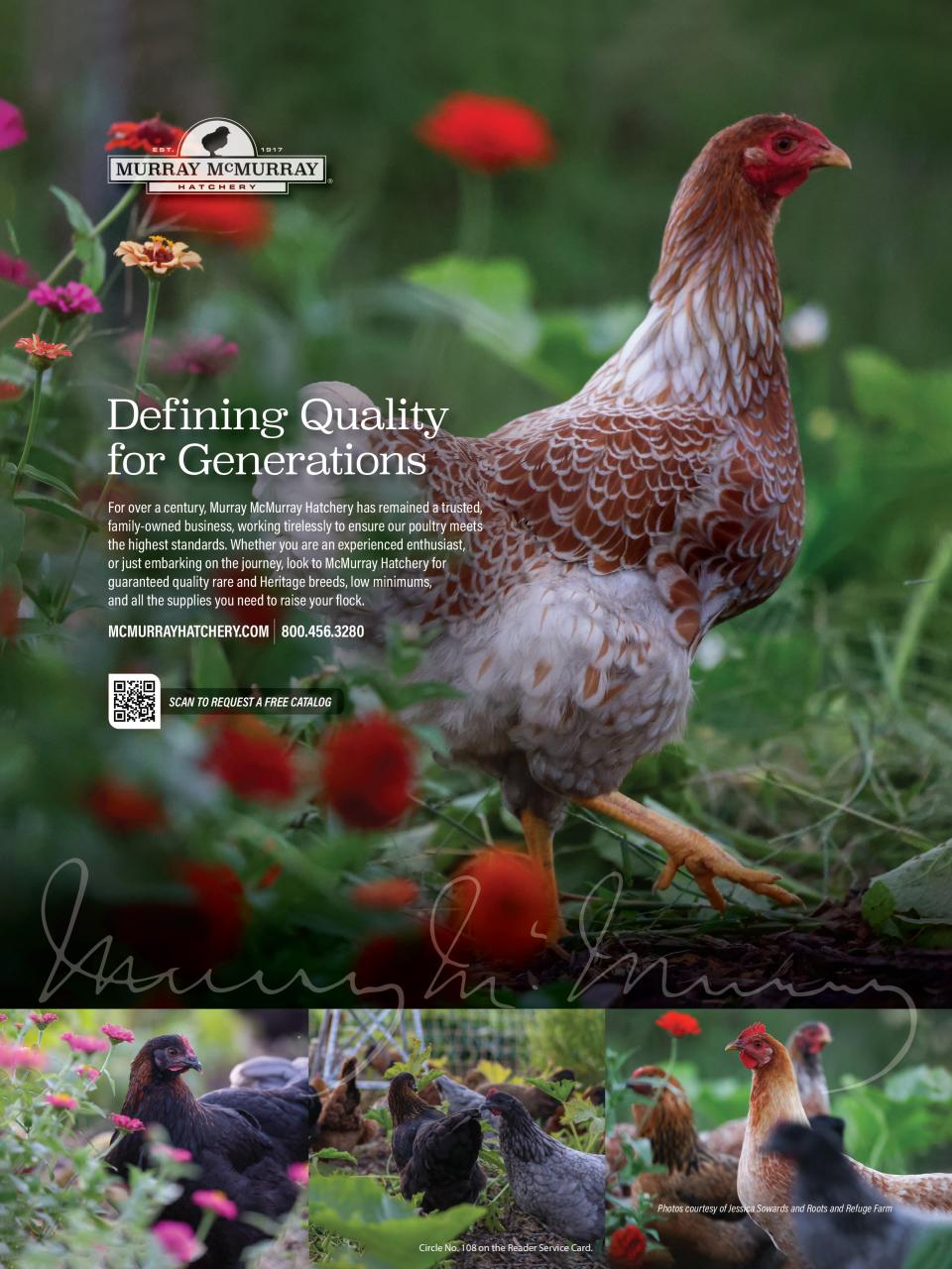 Chickens Magazine Preview Pages