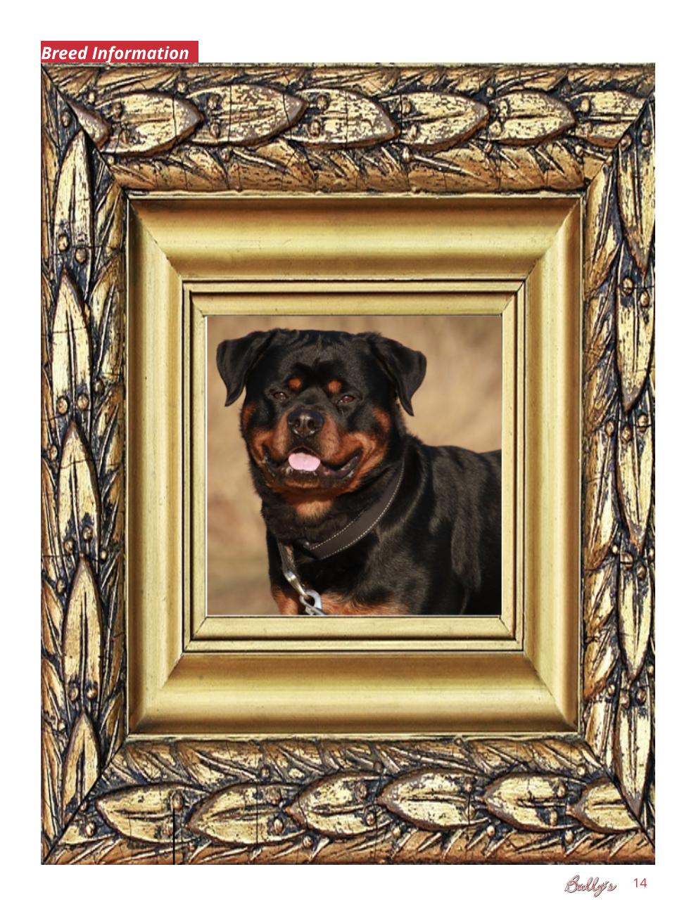 Bully’s - The Bulldog Magazine Preview Pages