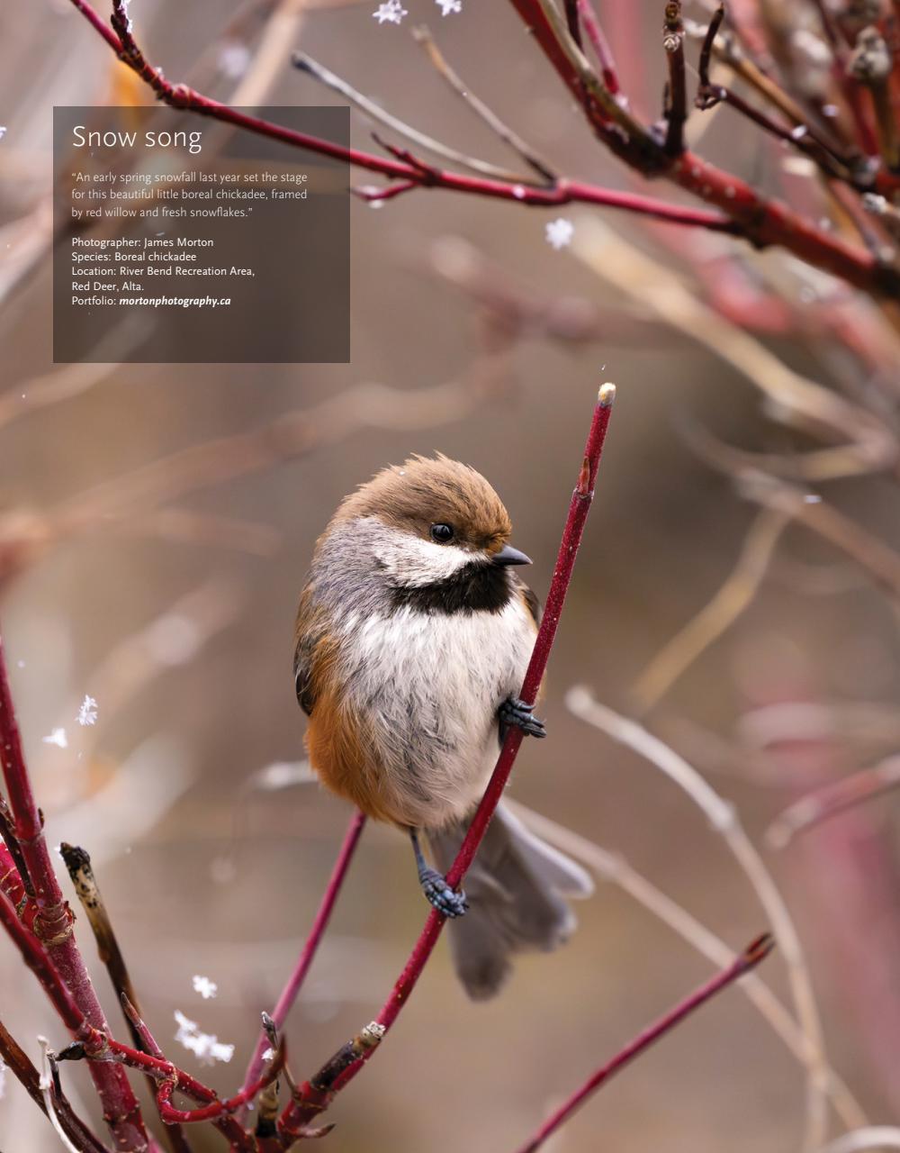 Canadian Geographic Preview Pages