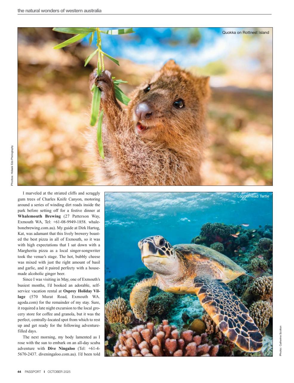 Passport Preview Pages