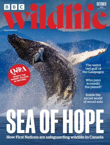 BBC Wildlife Magazine issue 