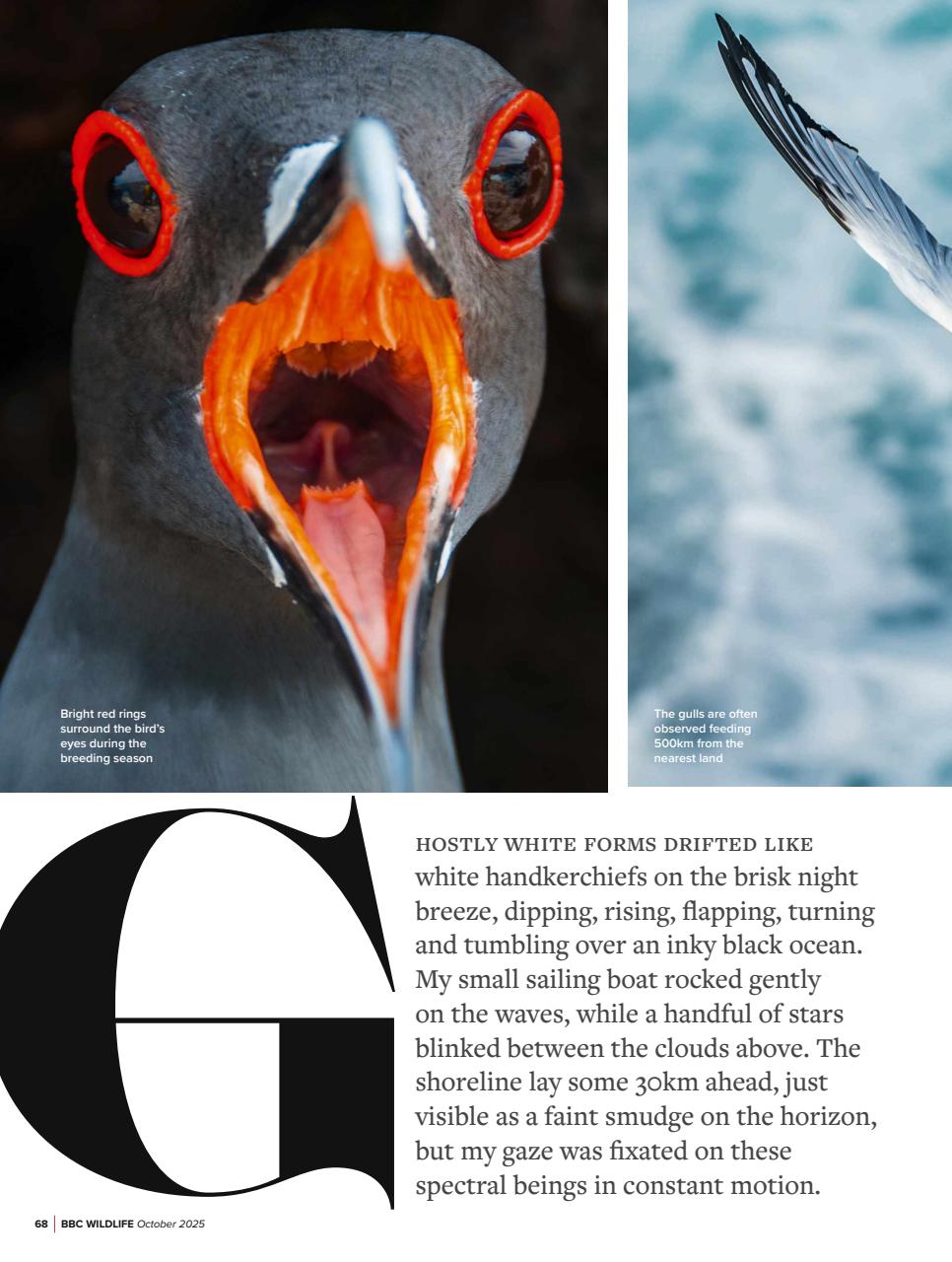 BBC Wildlife Magazine Preview Pages