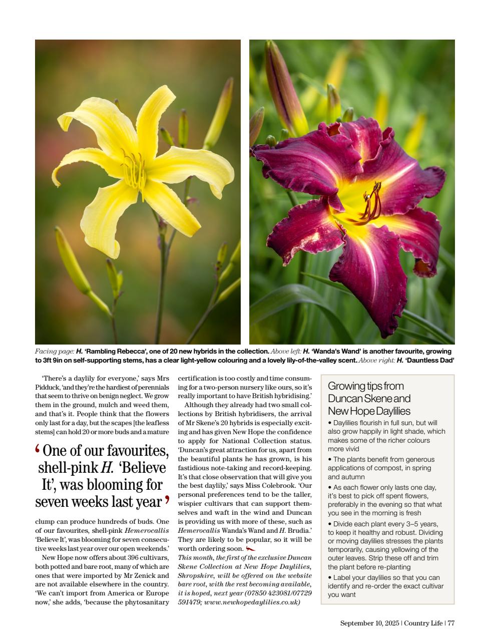 Country Life Preview Pages