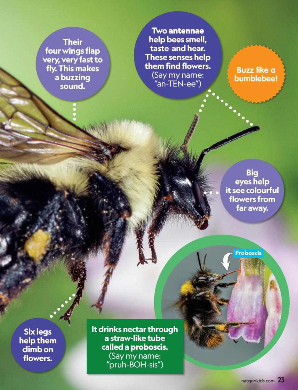 National Geographic Little Kids Preview Pages