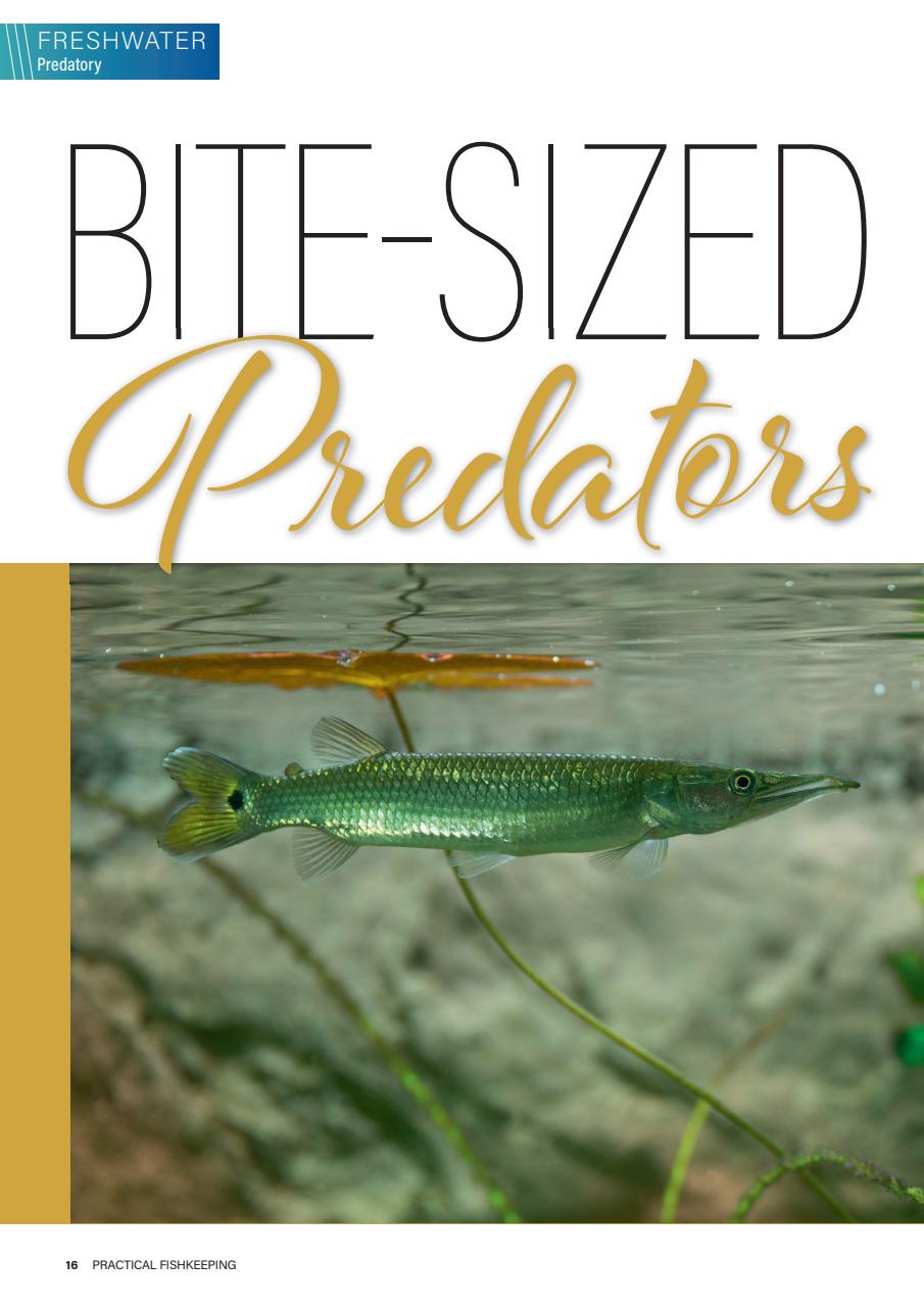 Practical Fishkeeping Preview Pages