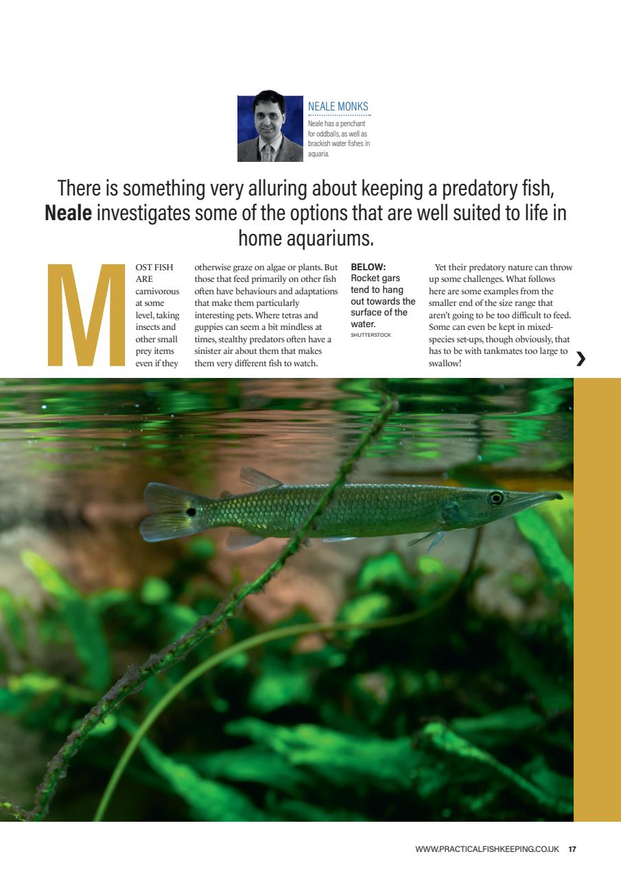 Practical Fishkeeping Preview Pages